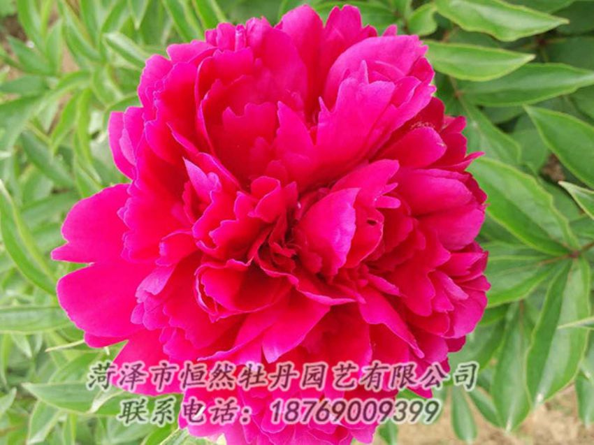 點擊查看詳細信息<br>標題：紅色芍藥 閱讀次數(shù)：945