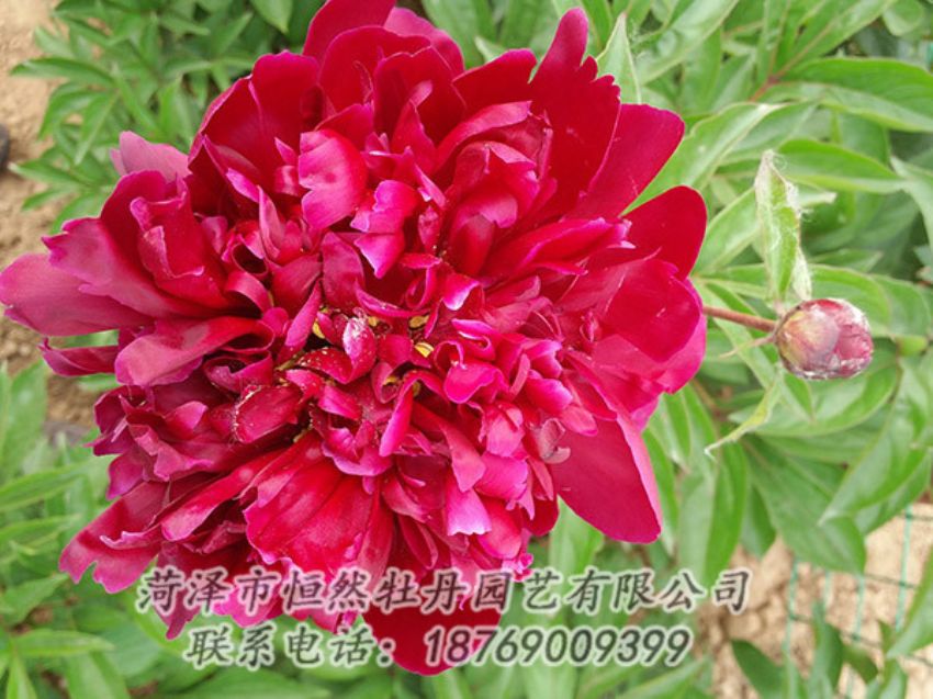 點(diǎn)擊查看詳細(xì)信息<br>標(biāo)題：紅色芍藥 閱讀次數(shù)：987