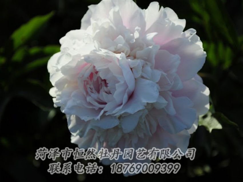 點(diǎn)擊查看詳細(xì)信息<br>標(biāo)題：粉色芍藥 閱讀次數(shù)：1077