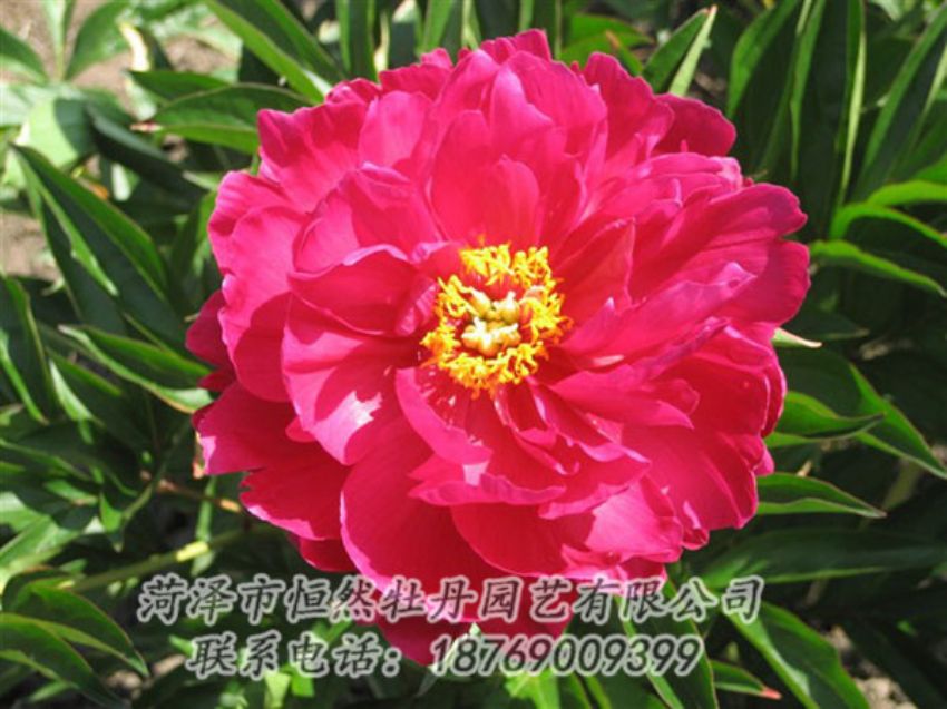 點(diǎn)擊查看詳細(xì)信息<br>標(biāo)題：大紅赤金 閱讀次數(shù)：1001