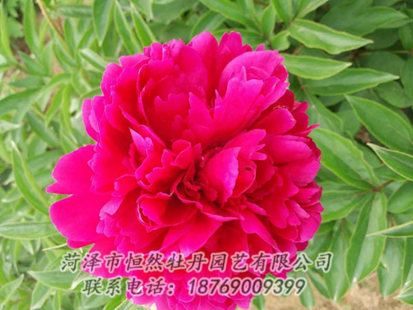 點擊查看詳細信息<br>標題：紅色芍藥 閱讀次數(shù)：943