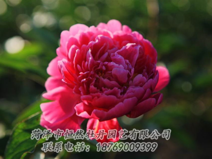 點(diǎn)擊查看詳細(xì)信息<br>標(biāo)題：大紅赤金 閱讀次數(shù)：985