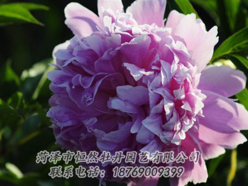 點擊查看詳細信息<br>標題：藍菊 閱讀次數(shù)：1152