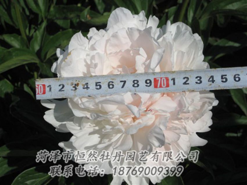 點(diǎn)擊查看詳細(xì)信息<br>標(biāo)題：雪峰 閱讀次數(shù)：1037