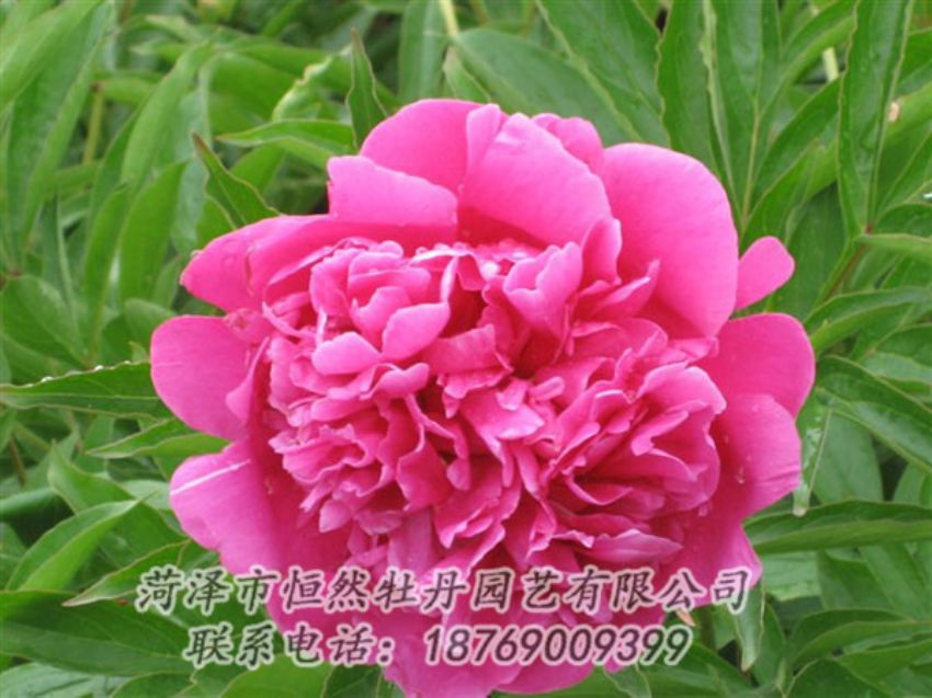 點(diǎn)擊查看詳細(xì)信息<br>標(biāo)題：永生紅 閱讀次數(shù)：968