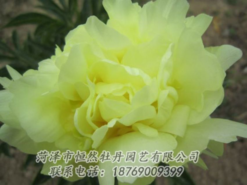 點擊查看詳細信息<br>標題：黃色芍藥 閱讀次數(shù)：1152