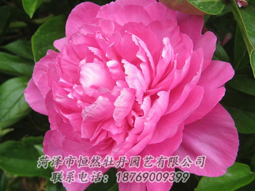 點擊查看詳細信息<br>標題：紅色芍藥 閱讀次數(shù)：997