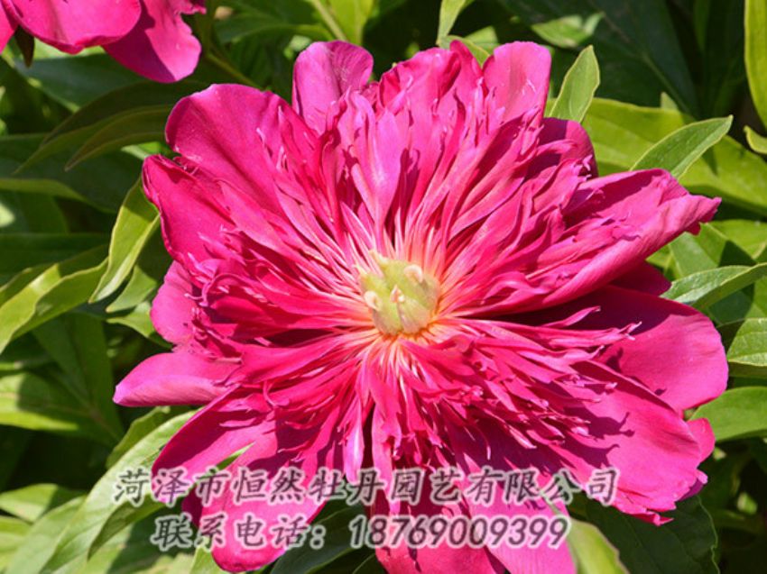 點(diǎn)擊查看詳細(xì)信息<br>標(biāo)題：紅色芍藥 閱讀次數(shù)：1041