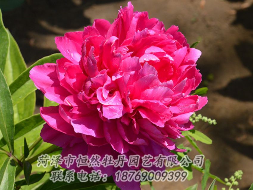 點擊查看詳細信息<br>標題：紅色芍藥 閱讀次數(shù)：1051