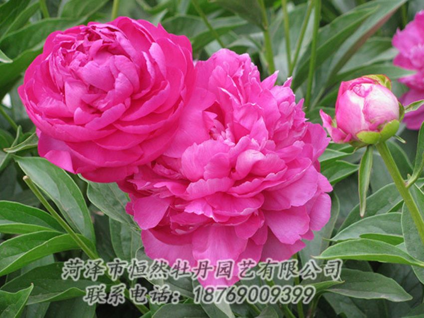 點(diǎn)擊查看詳細(xì)信息<br>標(biāo)題：紅色芍藥 閱讀次數(shù)：1089