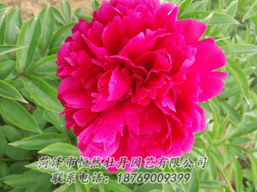 點(diǎn)擊查看詳細(xì)信息<br>標(biāo)題：紅色芍藥 閱讀次數(shù)：1163