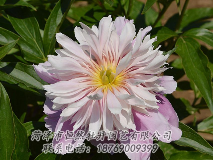 點擊查看詳細信息<br>標題：粉色芍藥 閱讀次數(shù)：1209