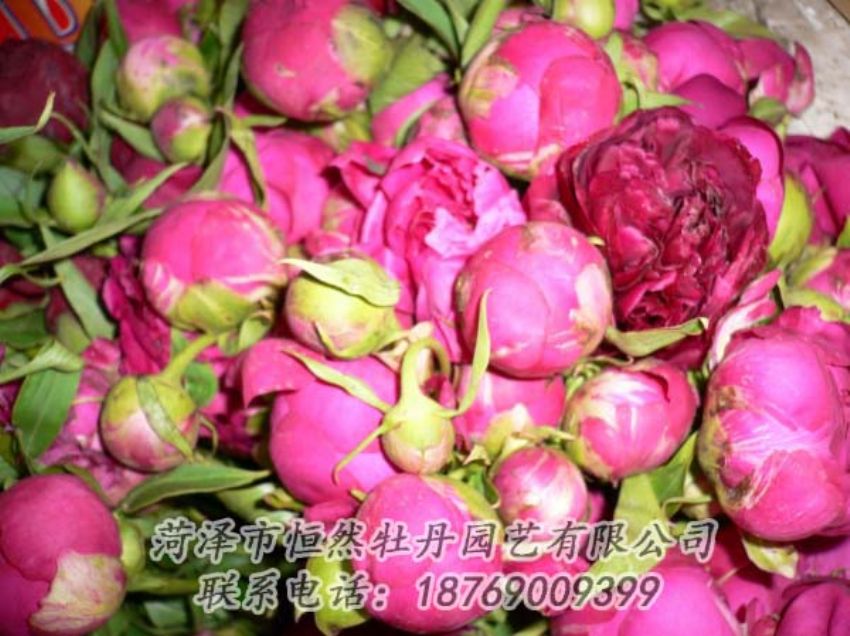 點(diǎn)擊查看詳細(xì)信息<br>標(biāo)題：芍藥切花 閱讀次數(shù)：1913