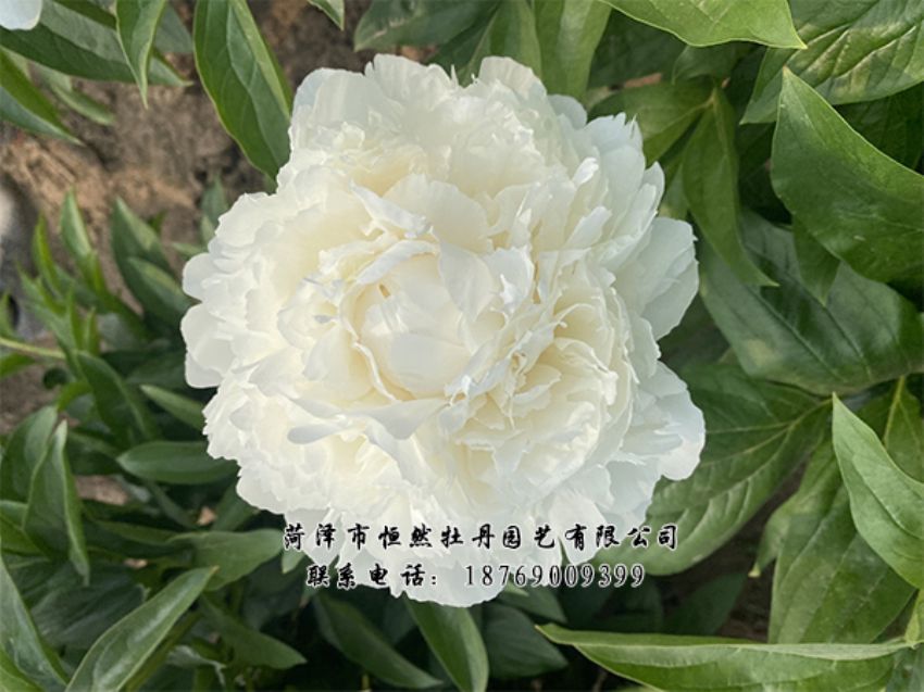 點擊查看詳細信息<br>標題：進口芍藥 閱讀次數(shù)：316